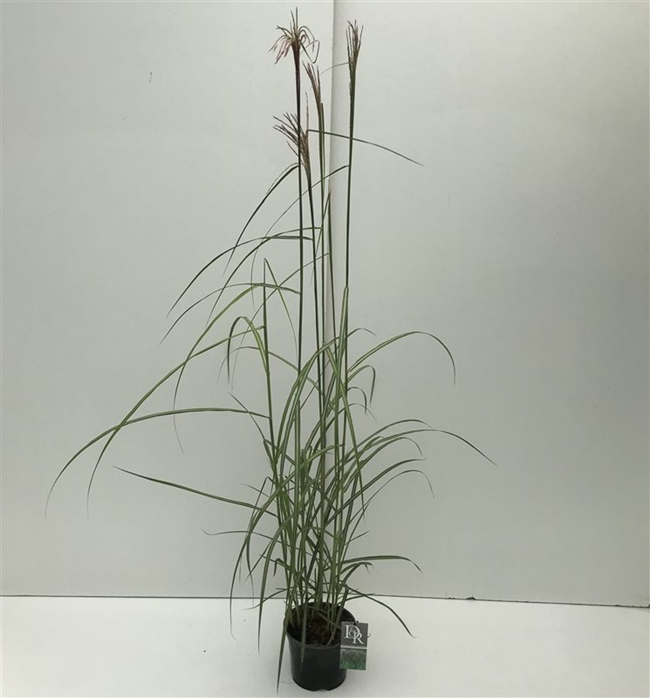 Miscanthus sin. 'Malepartus' - C3